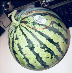 网红吃瓜给钱吗,揭秘网络红人背后的金钱游戏  第2张